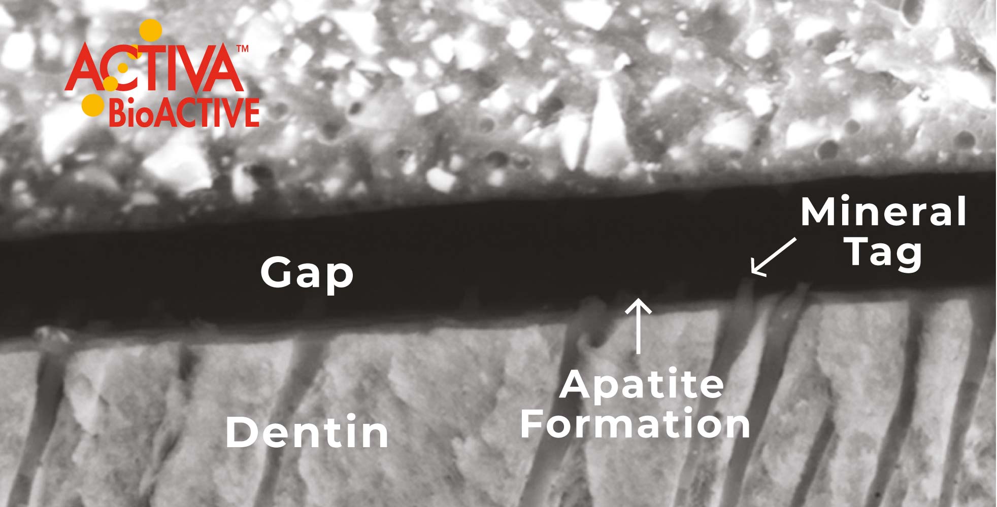 apatite-formation-activa